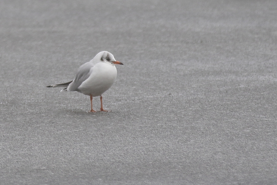 kokmeeuw op het ijs - Vogels - 