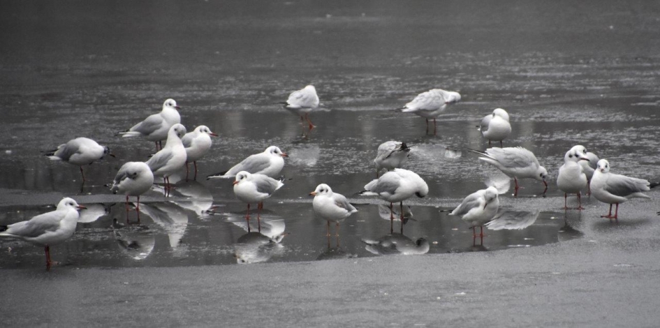 Kokmeeuwen - Vogels - 