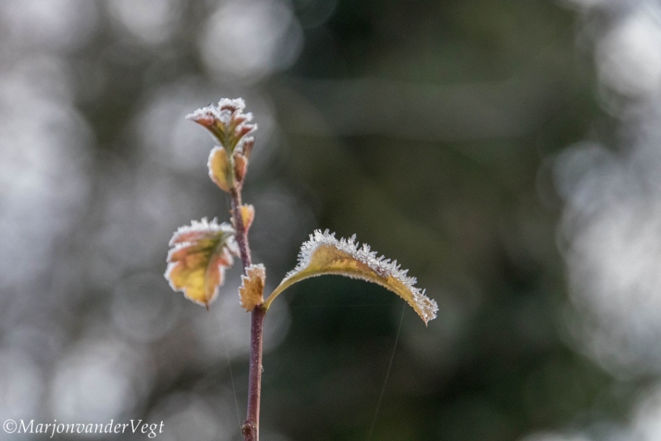 Koning winter raakt aan - Planten - tak