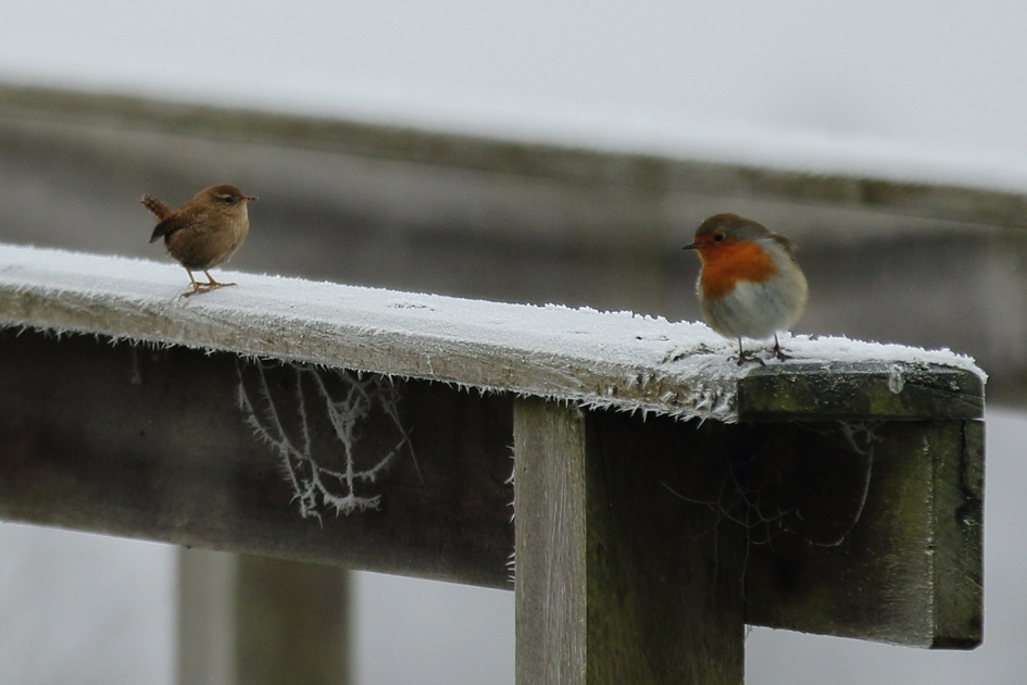 Koninklijk bezoek - Vogels - 