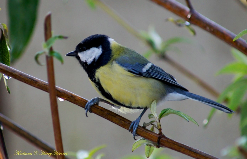 Koolmees - Vogels - Koolmees