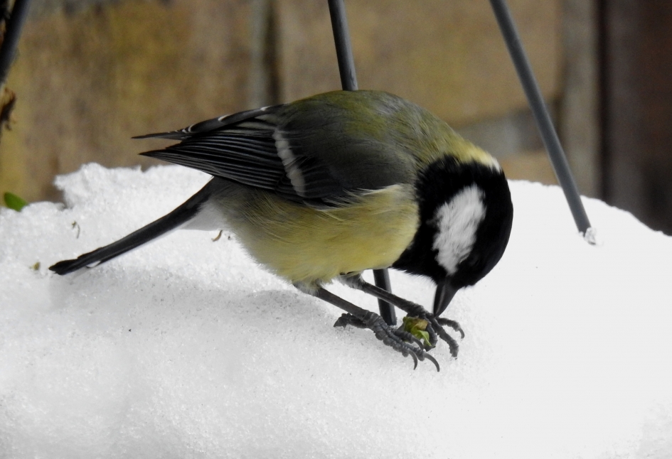 Koolmees pelt een zaadje - Vogels - Koolmees