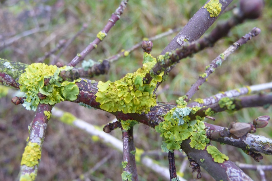 Korstmos - Schimmels - 