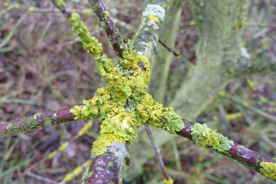 Korstmos - Schimmels - 