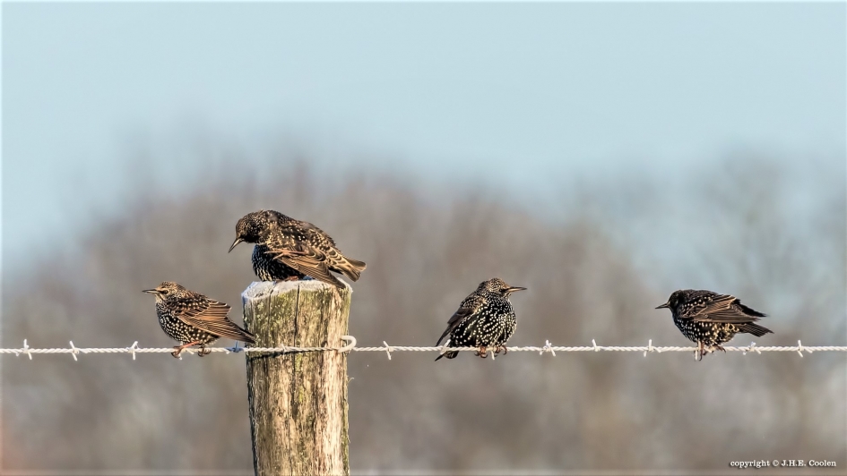 Koude draad... - Vogels - Spreeuw