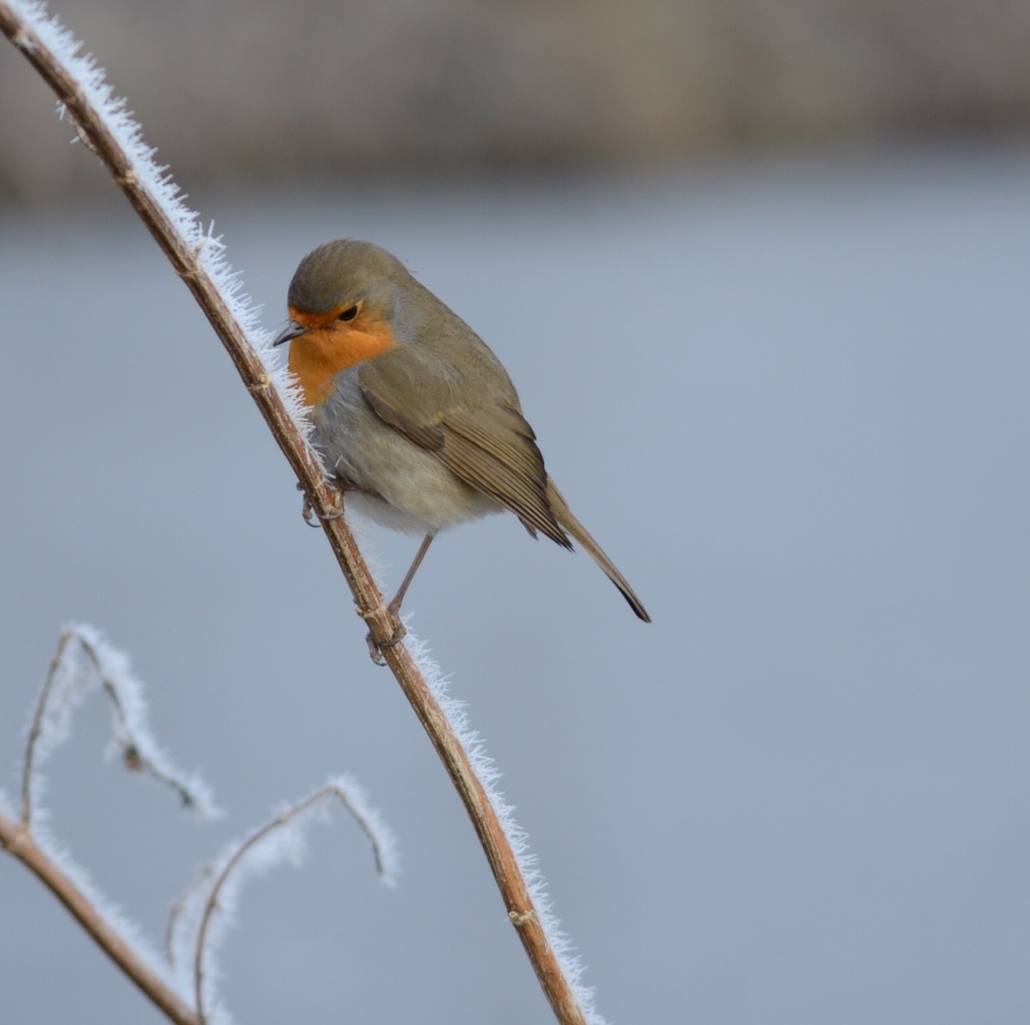 Koude pootjes - Vogels - Roodborst