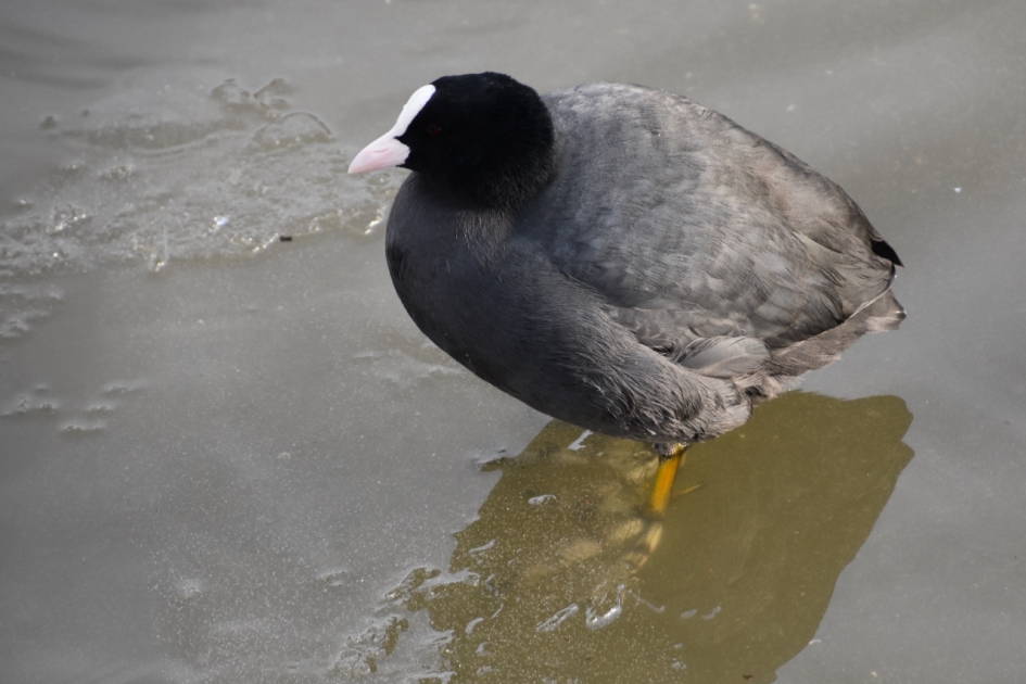 Koude pootjes - Vogels - 