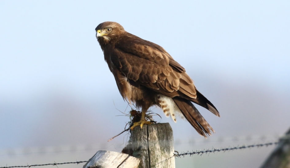 Kraaienbergseplassen 7 te Beers. - Vogels - Buizerd