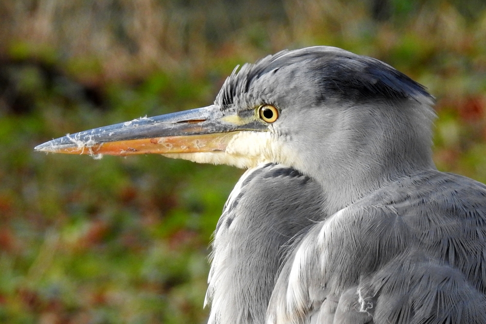Krachtig gereedschap - Vogels - Blauwe reiger