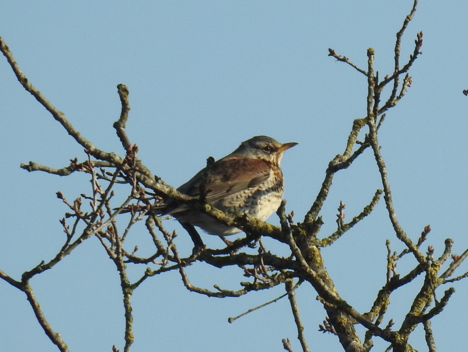 Kramsvogel op de Sallandse heuvelrug - Vogels - Kramsvogel