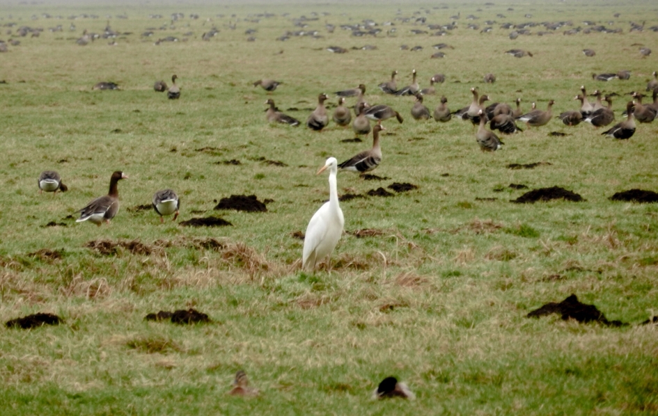Krimpenerwaard - Vogels - Kolganzen, Grote Zilverreiger