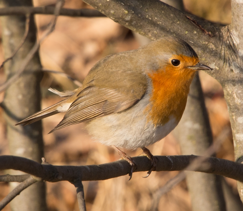 Kruisbek roodborst - Vogels - Roodborst