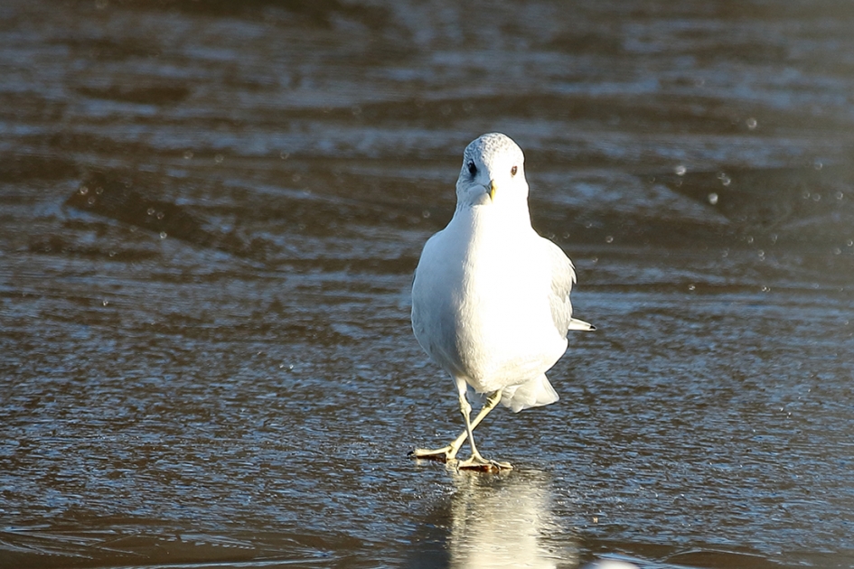 kruislings - Vogels - 