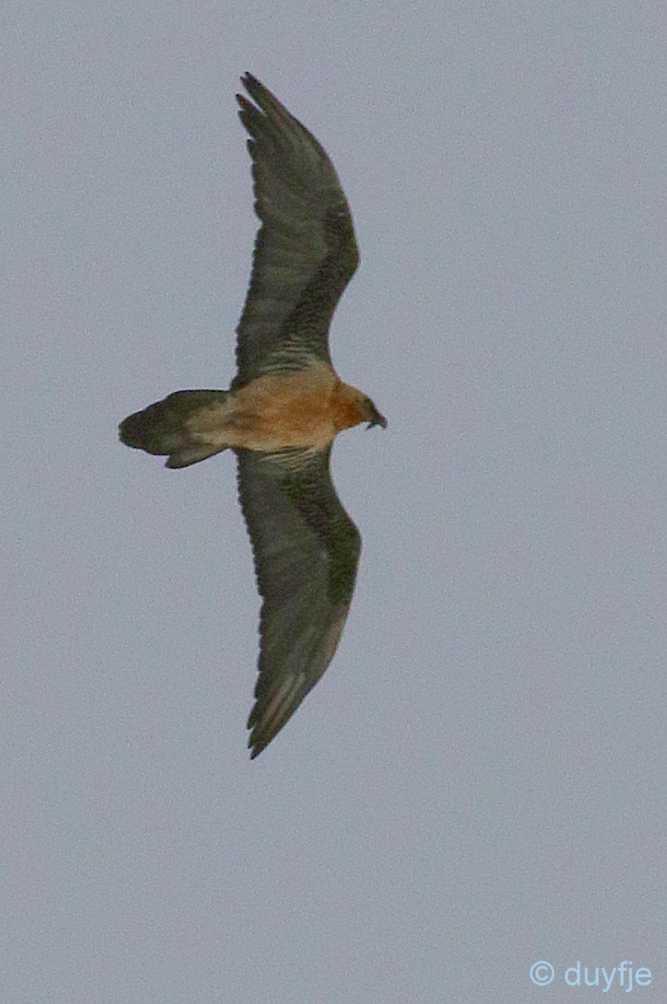 Lammergier - Vogels - Lammergier