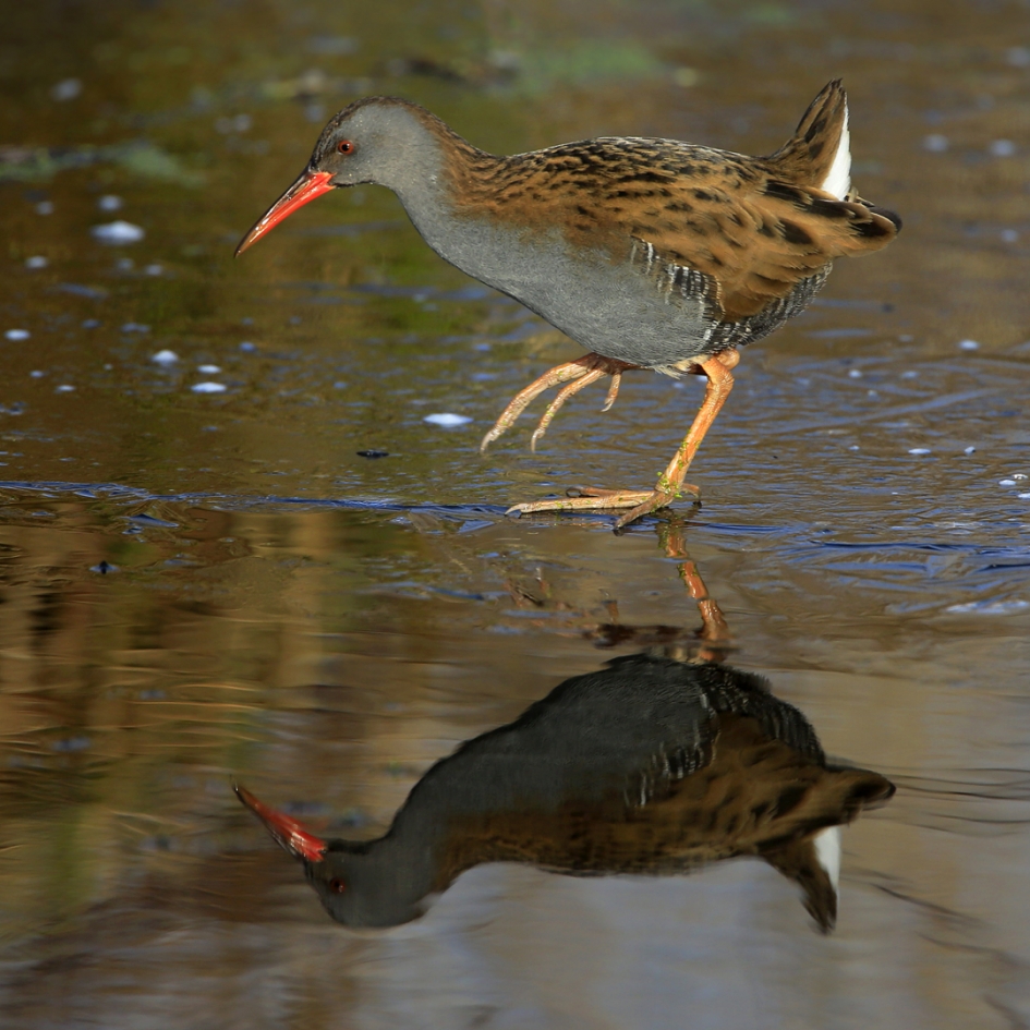Langs de waterlijn ... - Vogels - Waterral
