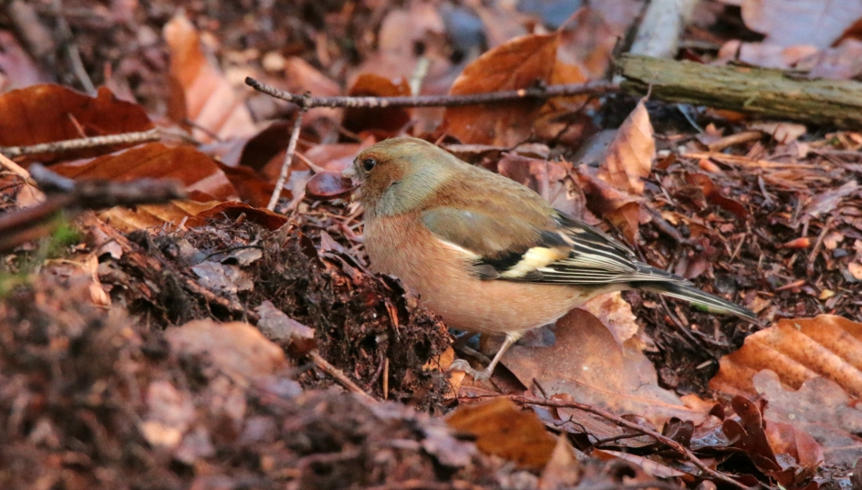 lekker hapje - Vogels - vink