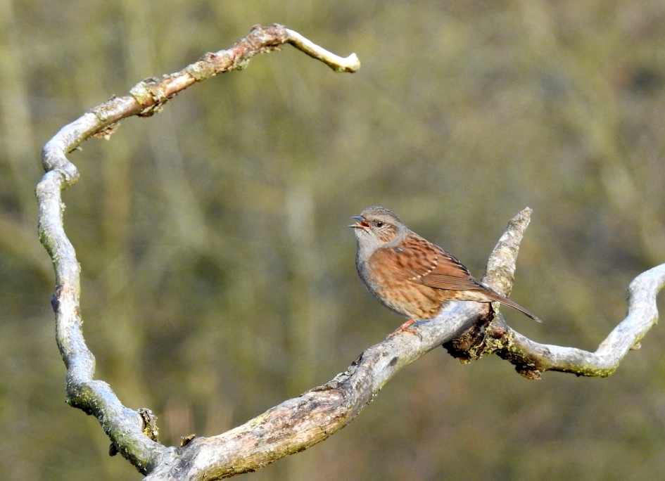 Lentekriebels in januari - Vogels - Heggemus