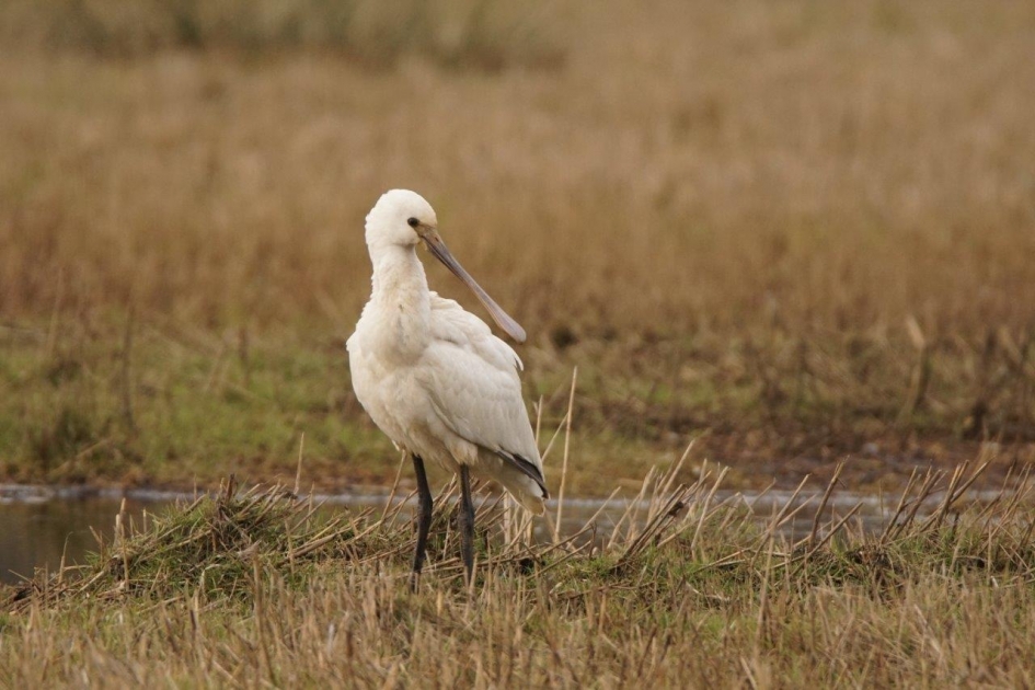lepelaar - Vogels - Lepelaar