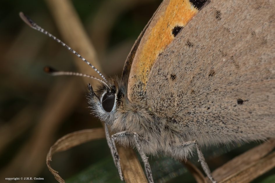 Leuk koppie - Geleedpotigen - Kleine vuurvlinder