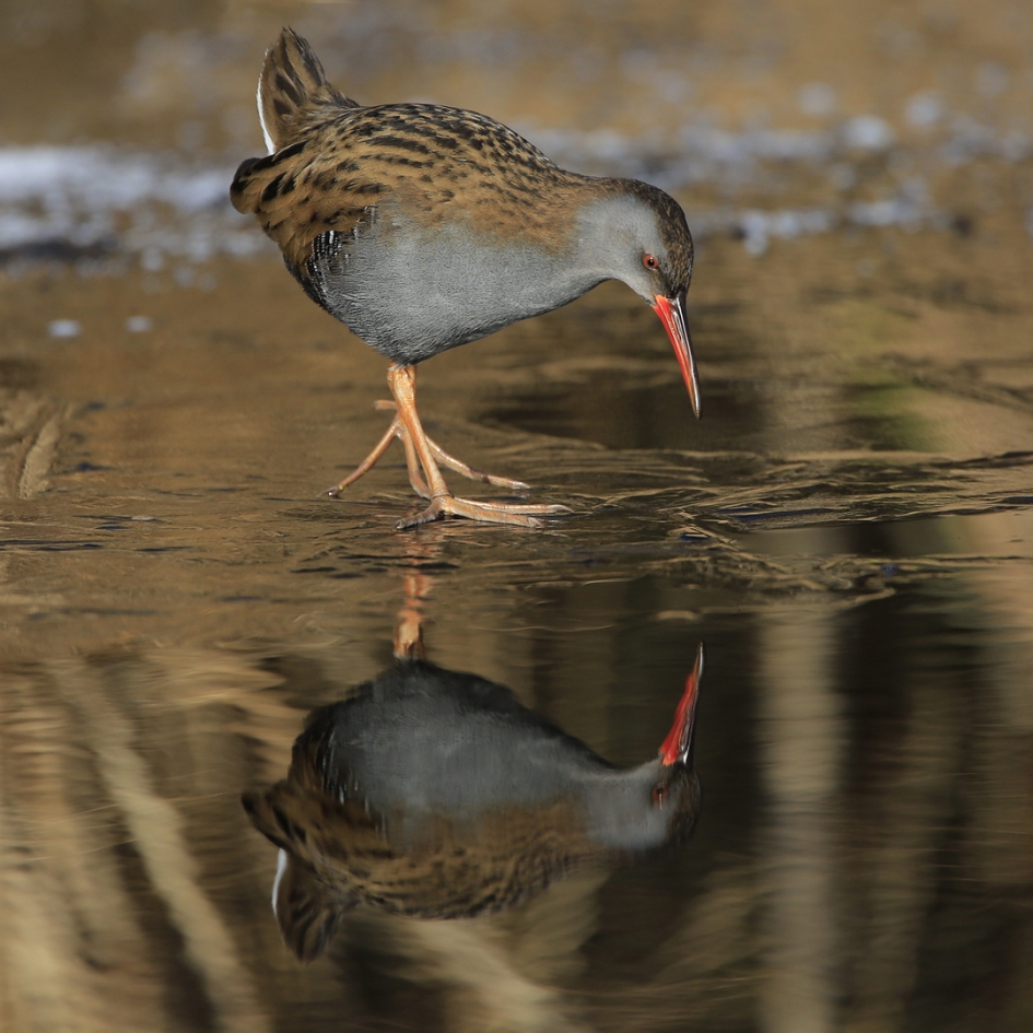Look at yourself ... - Vogels - Waterral