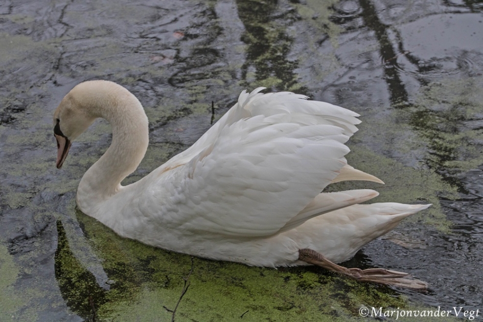 Maagdelijk - Vogels - zwaan