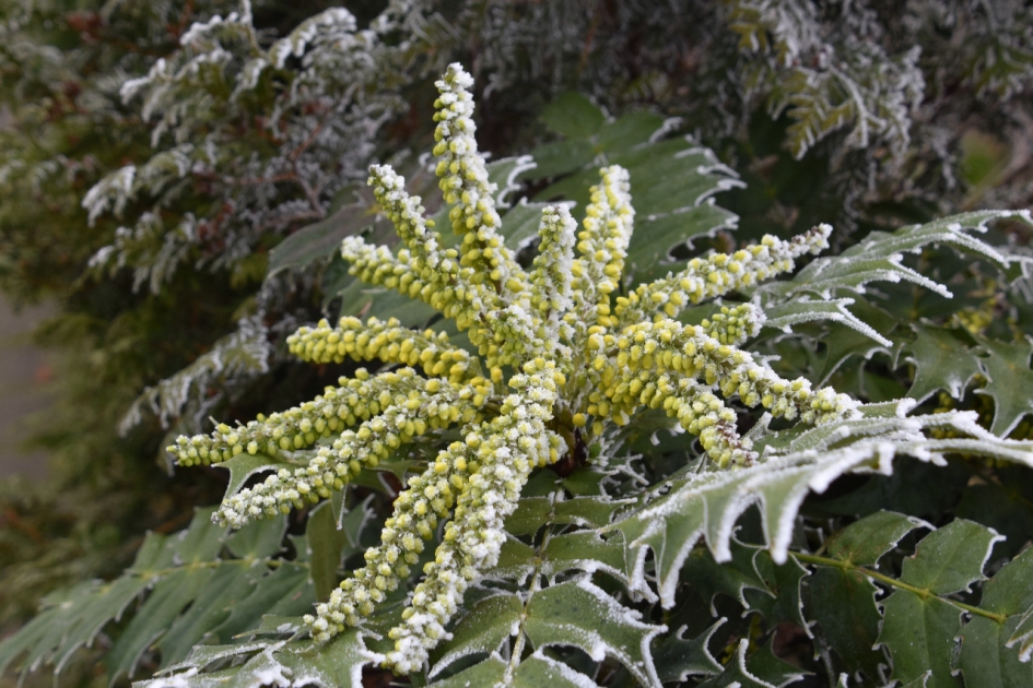 Mahonia "winter star" - Planten - 