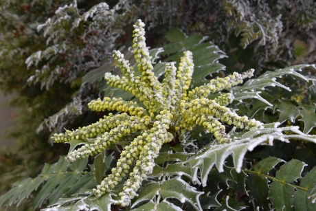 Mahonia "winter star"