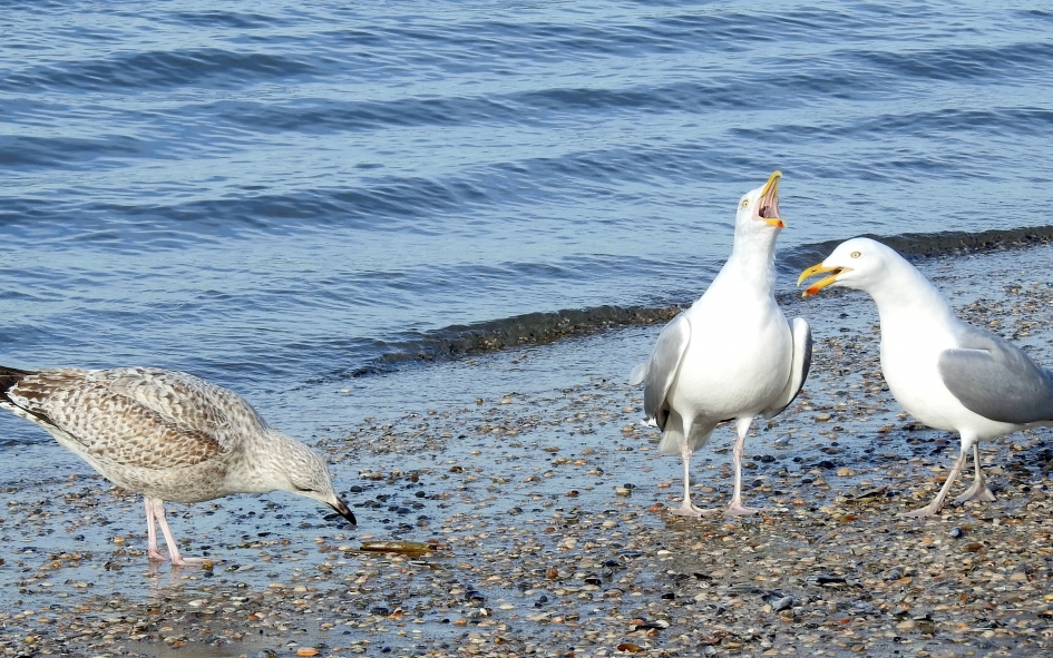 Mamaaaaa....hij pikt m'n eten!! - Vogels - Zilvermeeuw