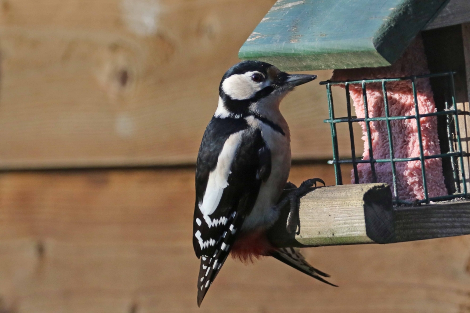 Me and my shadow - Vogels - 