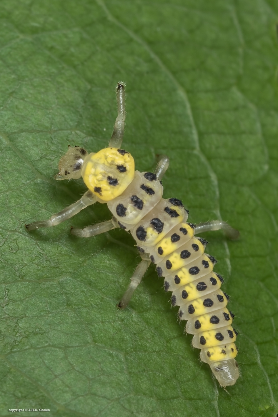 Meeldauw LHB - Geleedpotigen - Meeldauw LHB