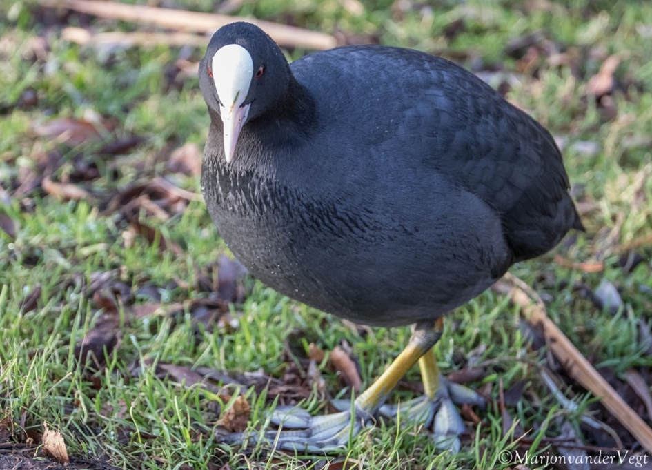 Meerkoet - Vogels - meerkoet