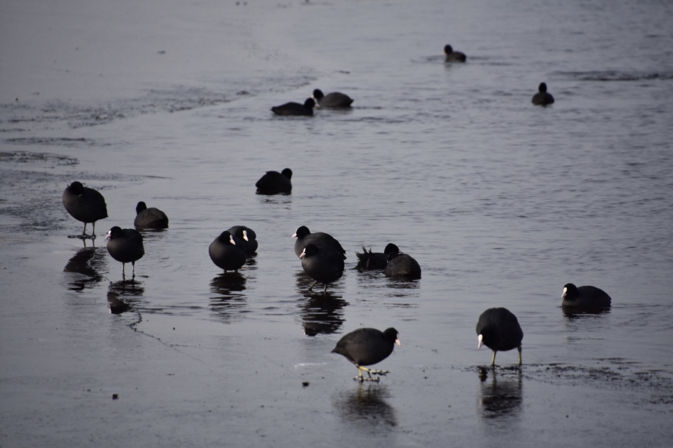 Meerkoeten - Vogels - 
