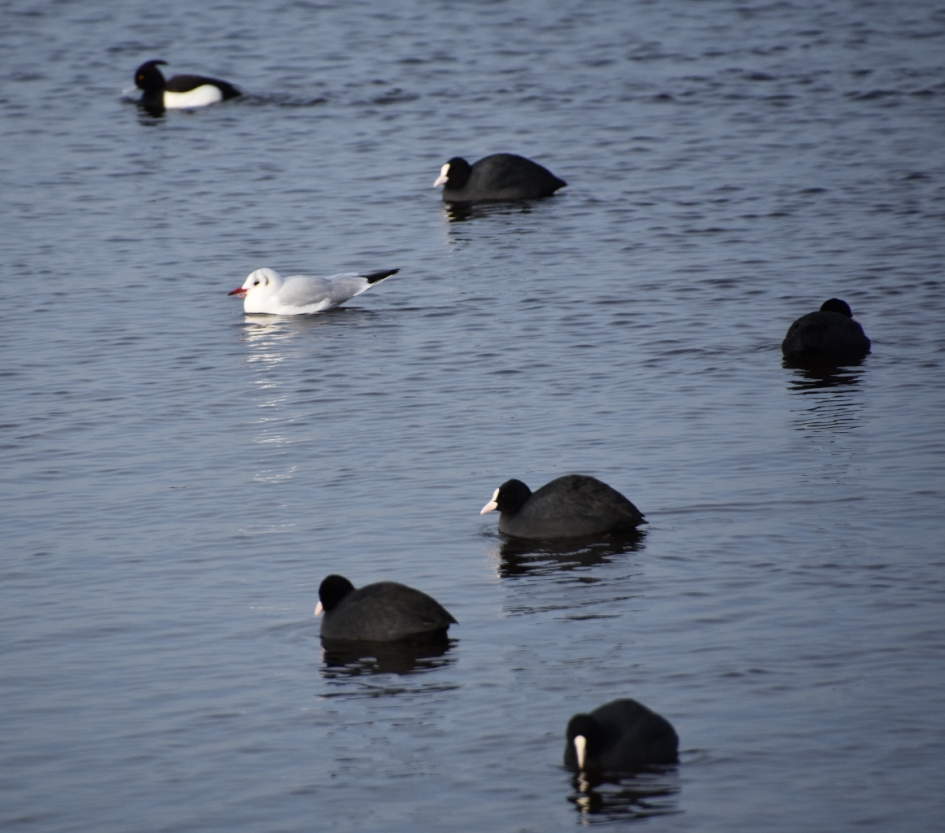 Meerkoeten .... - Vogels - 