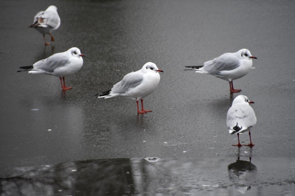 Meeuwen op het ijs - Vogels - 