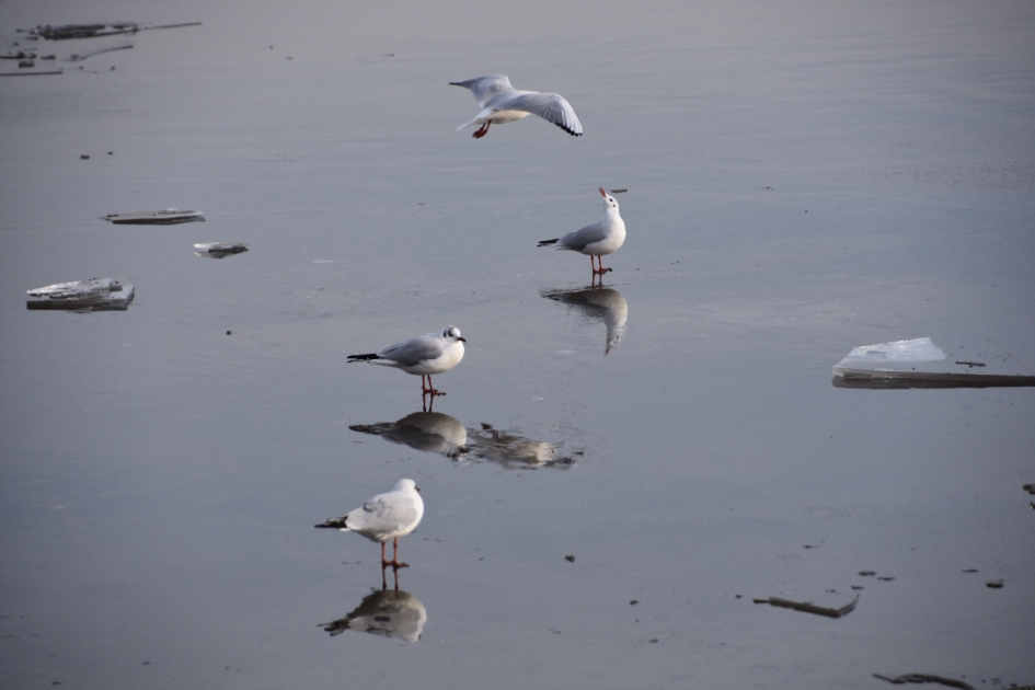 Meeuwen op het ijs - Vogels - 