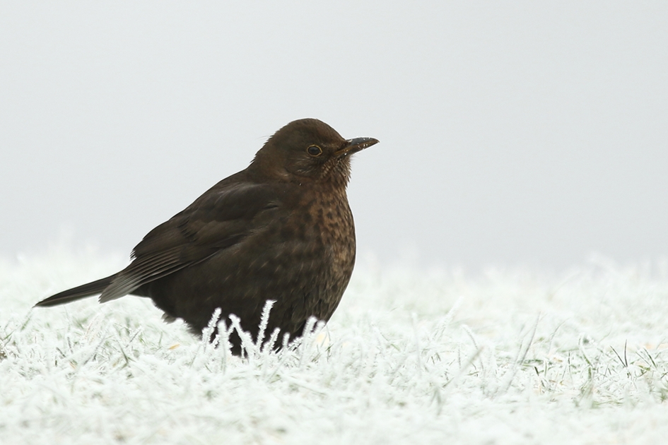 merel -v- - Vogels - 