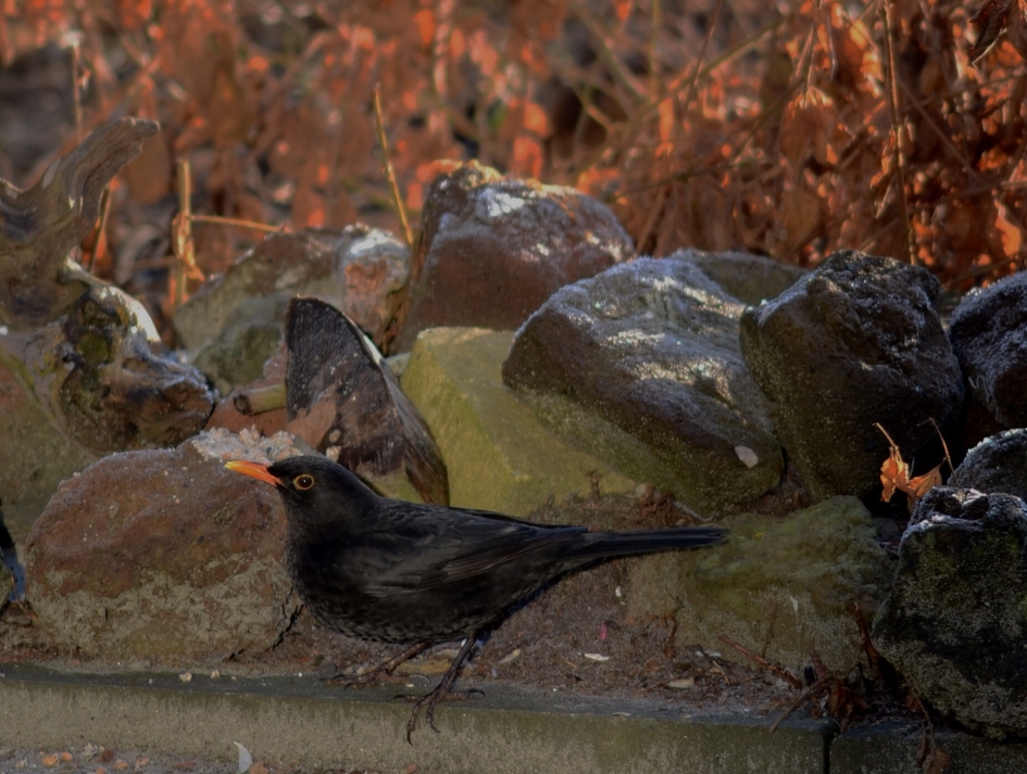 Merel - Vogels - Merel