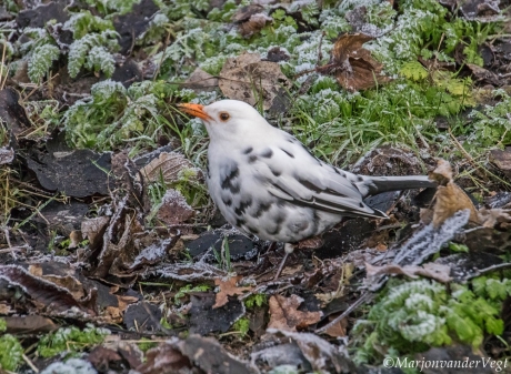 Merel met Leucisme
