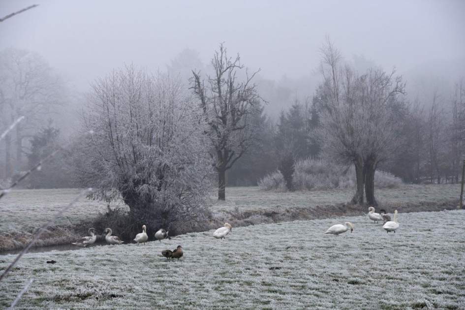 ..met twee nijlganzen - Vogels - 