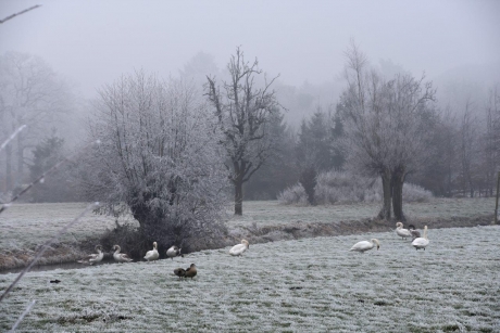 ..met twee nijlganzen