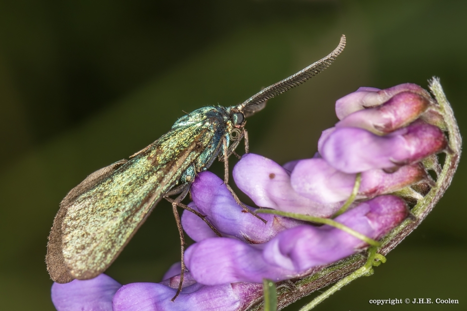Metaalvlinder - Geleedpotigen - Metaalvlinder