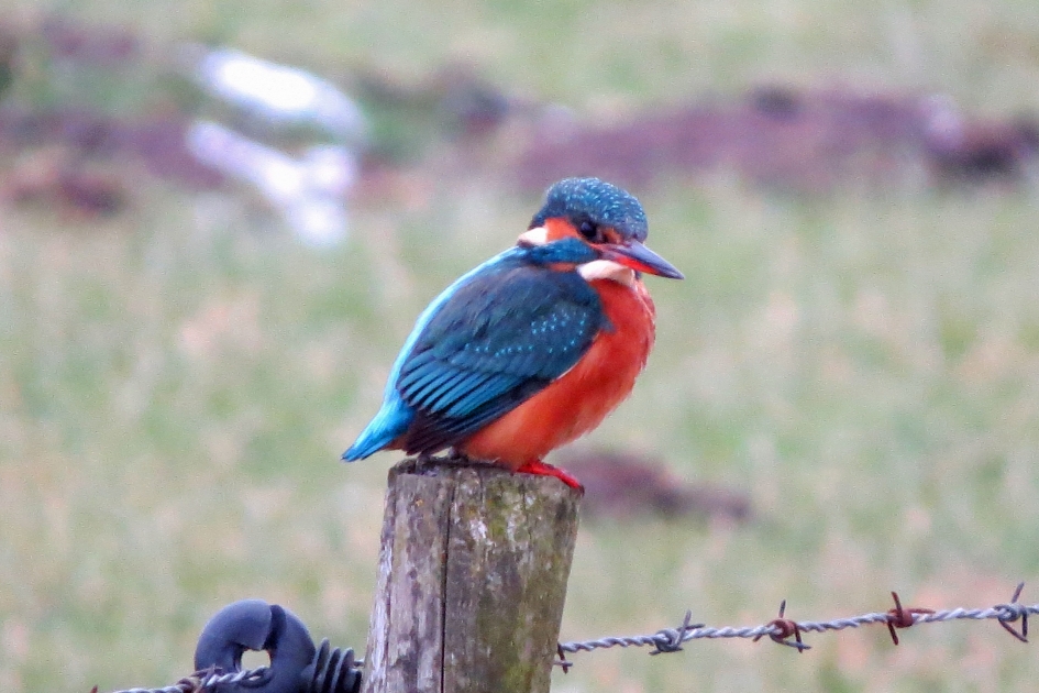 Mevrouw IJsvogel - Vogels - 