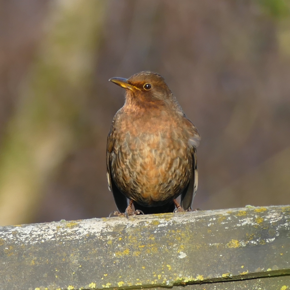 Mevrouw merel genoot vanmiddag van het zonnetje - Vogels - Merel