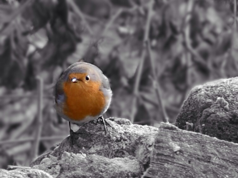 Mijn leukste tuinvogeltje - Vogels - Roodborst