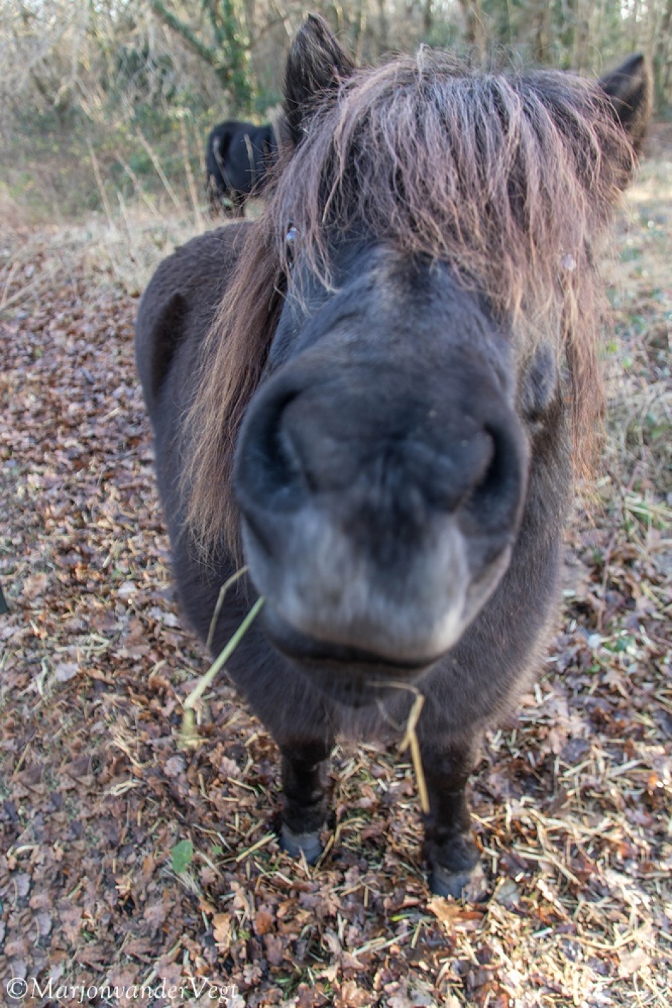 Mot juh? - Zoogdieren - Shetlandpony