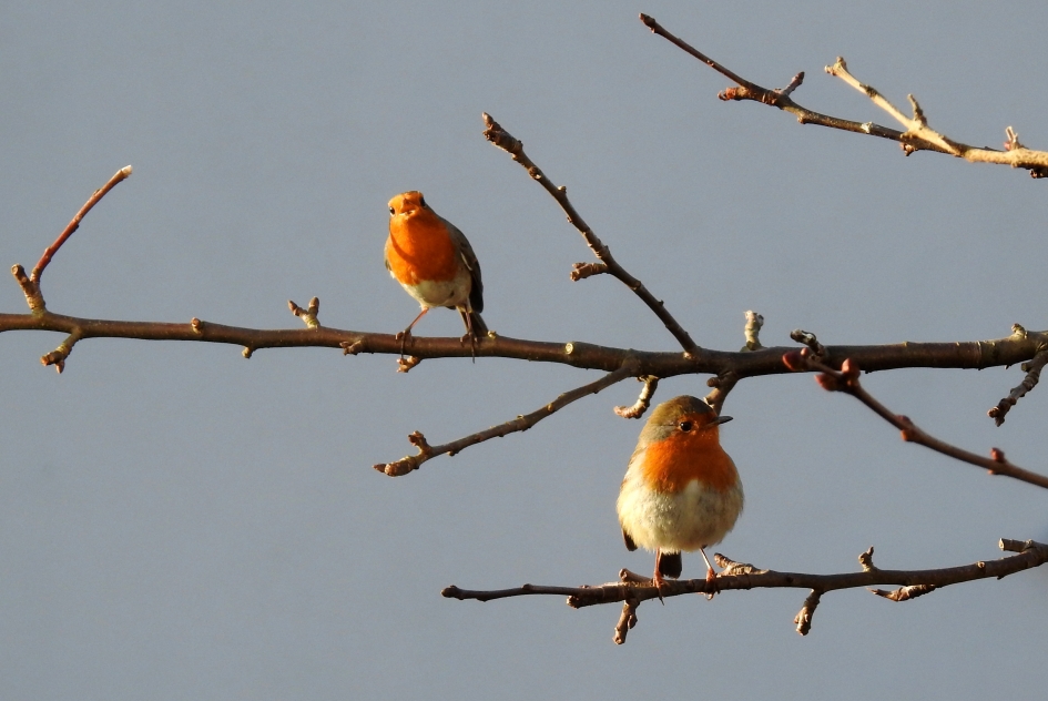 Hier is er één teveel! - Vogels - Roodborst