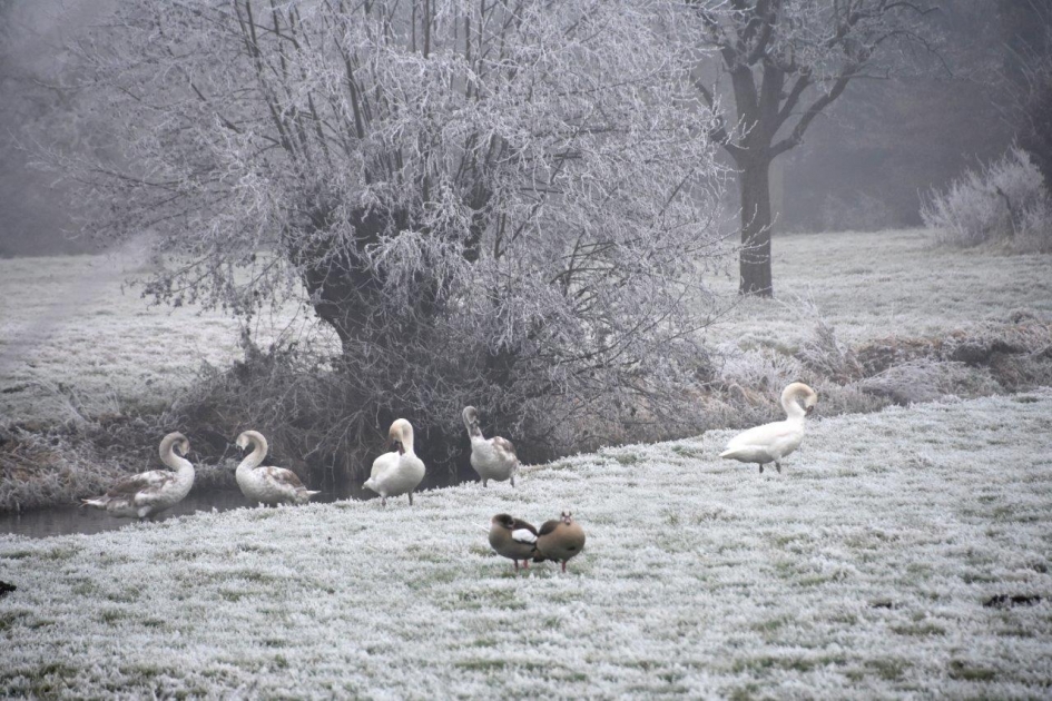 Even poetsen - Vogels - 
