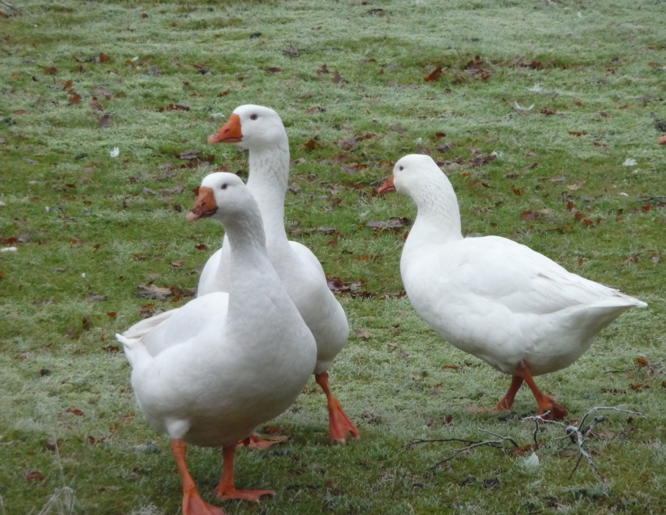 Wat is er aan de hand... - Vogels - 