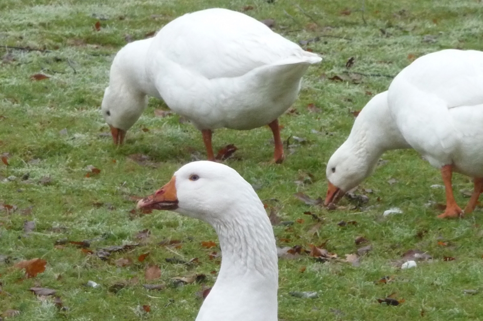 Geen brood dan toch maar gras - Vogels - 