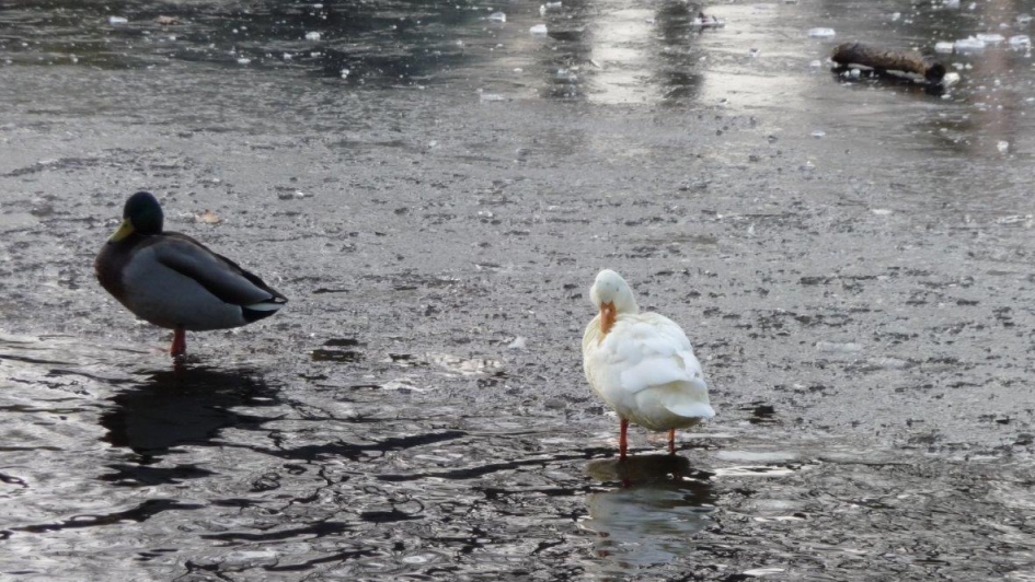 Pootjes in het ijs - Vogels - 